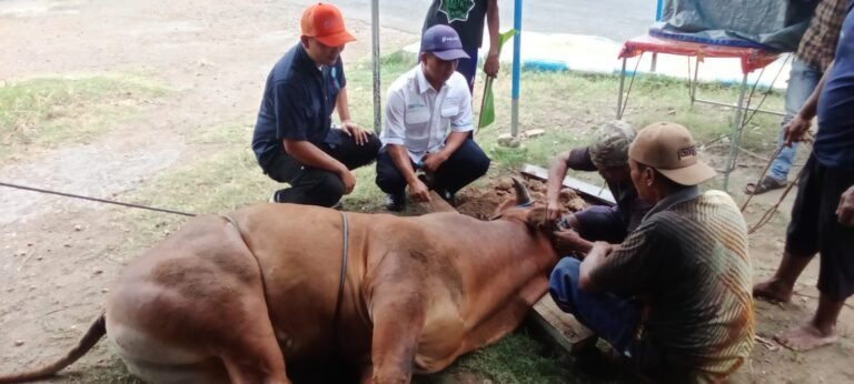 Momen Indah Idul Adha 1445 H PT. Pelindo Kalianget Menyembelih dua Ekor Sapi Kurban di Dua Tempat Untuk di Salurkan Pada Masyarakat