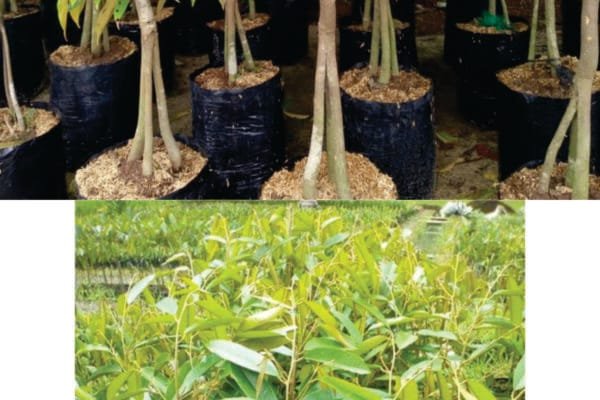 Proyek Bibit Durian Bodong! Tahun 2023, Warga Kertamukti Pertanyakan Pengadaan Fiktif Untitled 12