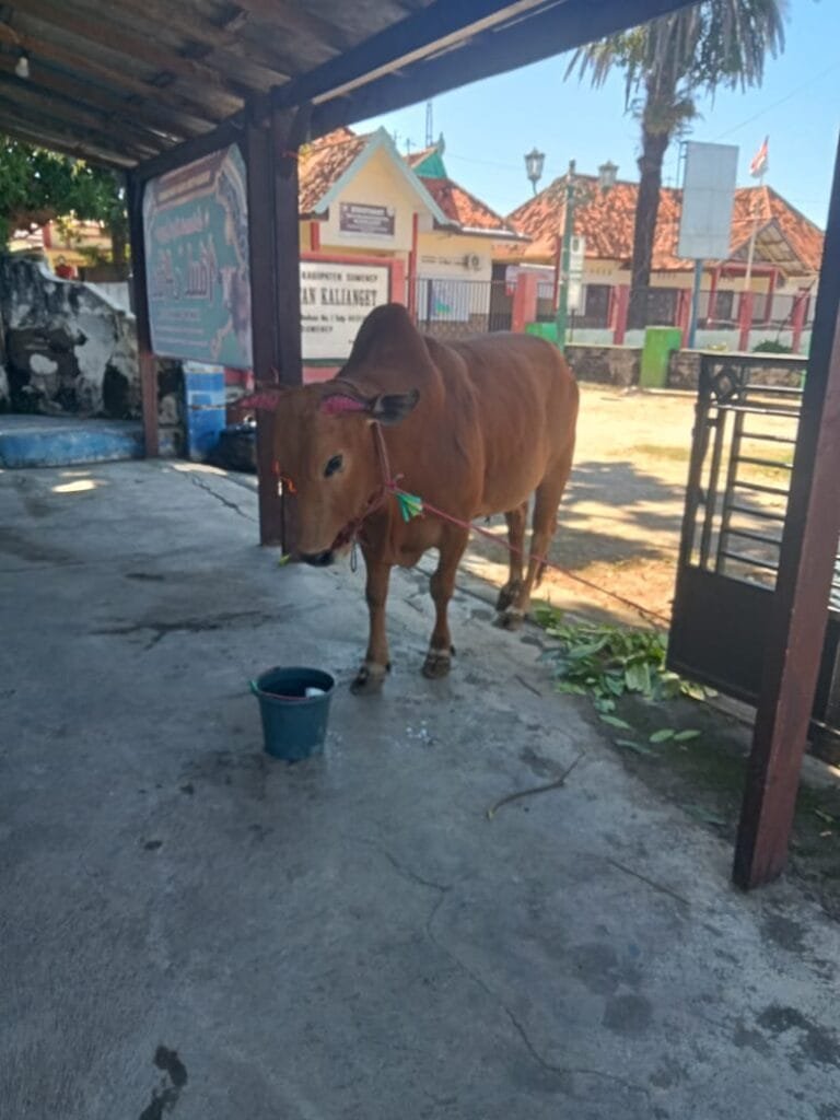 PT. Pelindo Kalianget Memberikan satu Ekor Sapi Qurban Pada Yayasan Peduli Kasih TKBM Kalianget untuk di Bagikan Pada Masyarakat Lingkungan Pelabuhan.