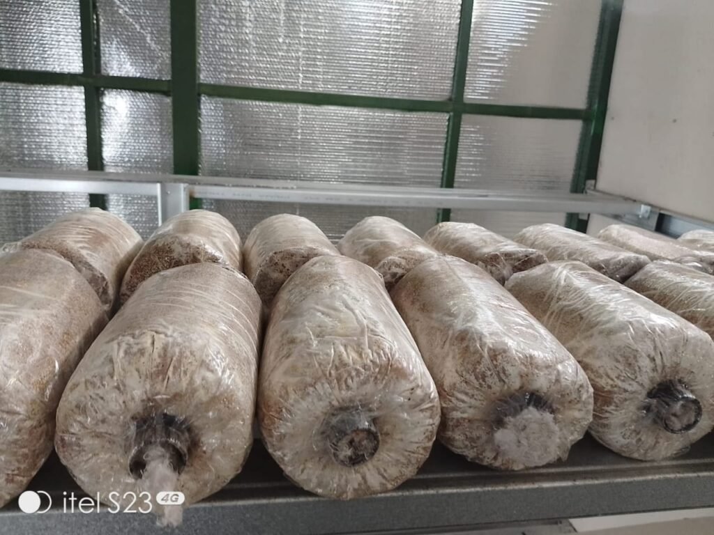 KOLABORASI UNIVERSITAS TELKOM BANDUNG DAN DIKTISAINTEK HASILKAN RUMAH PRODUKSI BUDIDAYA JAMUR OTOMATIS YANG RAMAH LINGKUNGAN (MANDIRI ENERGI) DI DESA BOJONGSARI 4 WhatsApp Image 2025 12 16 at 11.00.39 6c276c2a