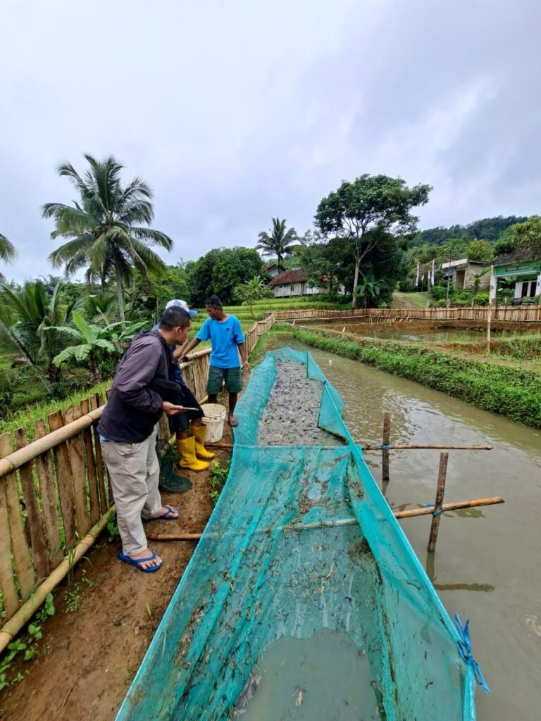 BUMDes Karya Mandiri Citamiang Panen Perdana Lele, Bukti Nyata Ketahanan Pangan Desa