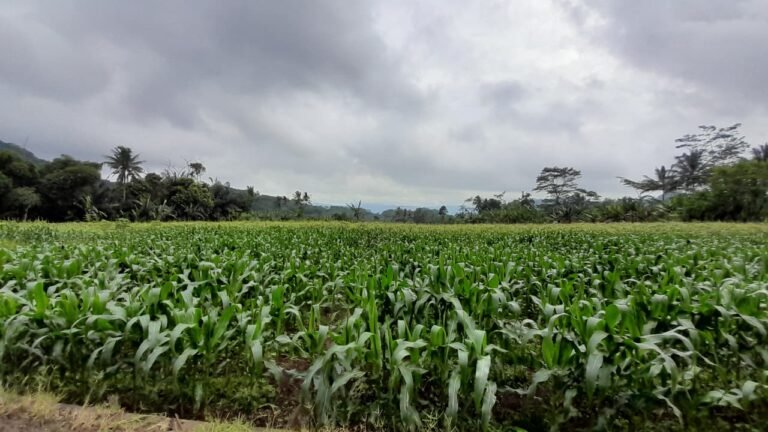 Desa Semplak, Surga Pertanian di Sukabumi