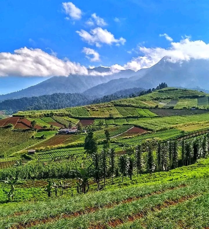 Menyapa Kabut di Pasir Datar Indah: Surga Sayur dan Wisata di Kaki Gede Pangrango 3 WhatsApp Image 2026 03 01 at 4.54.41 AM 1