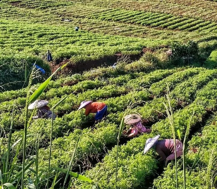 Menyapa Kabut di Pasir Datar Indah: Surga Sayur dan Wisata di Kaki Gede Pangrango 2 WhatsApp Image 2026 03 01 at 4.54.41 AM
