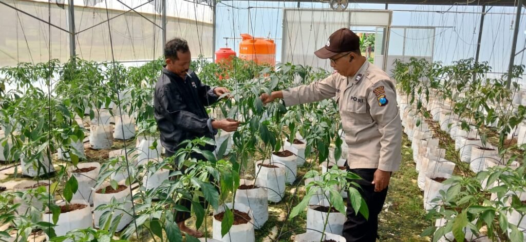 Polsek Batuputih Perkuat Ketahanan Pangan Nasional, Dampingi Petani Cabai Kelola Pertanian Modern di Greenhouse 2 WhatsApp Image 2026 06 11 at 12.51.02 1